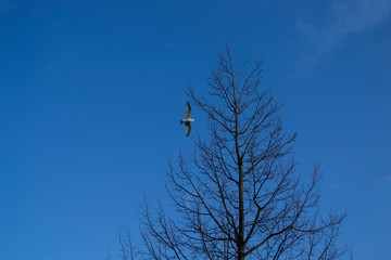 Himmel, Bäume und Möwen 