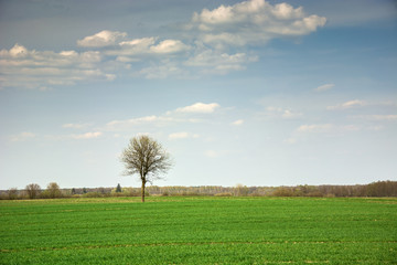 Naklejka na ściany i meble Lonely tree without leaves growing on a green field and clouds in the sky