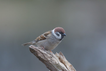 Feldsperling