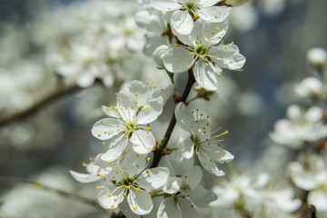 Branch with white flowers on a fruit tree and sunlight