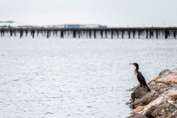 Cormoran en bord de mer