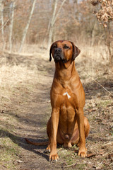 Rhodesian Ridgeback