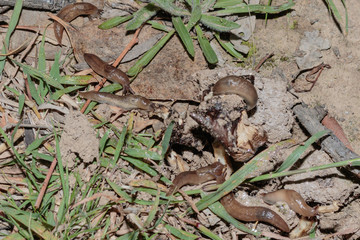 Slugs eating a mushroom at Red Hill Nature Reserve, Canberra, Australia during the night of April 2019