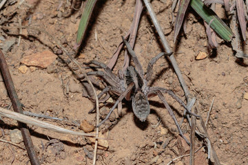 A Union Jack Wolf Spider searching for food at Red Hill Nature Reserve, Canberra, Australia during the night of April 2019