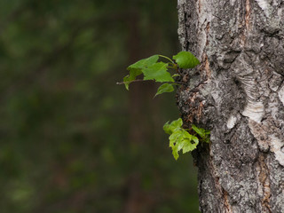 Young birch leaves on an old tree in the spring. Awakening of nature.