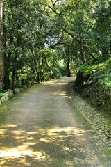 Leafy and green gardens in Sintra