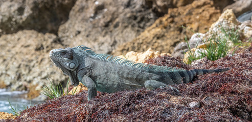 Iguane