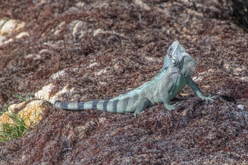 Iguane
