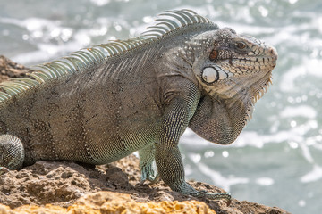 Obraz premium Iguane