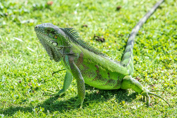 Iguane