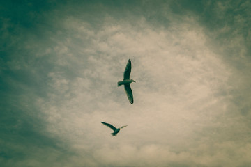 Himmel, Bäume und Möwen 