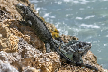 Iguane