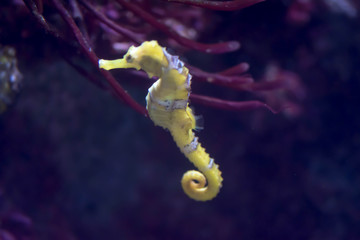 Blurry photo of a lined seahorse Hippocampus erectus in a sea aquarium