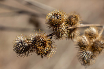 Burrs
