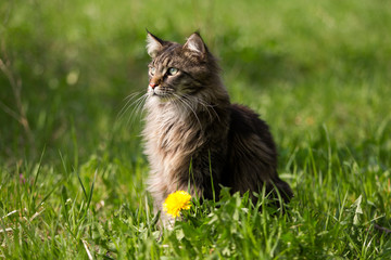 Norwegische Waldkatze