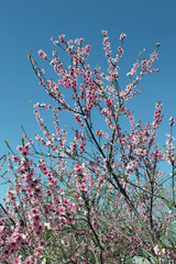 pink cherry blossom flower in spring time over blue sky.