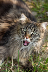 Naklejka na ściany i meble hübsche Norwegische Waldkatze maunzt und zeigt ihre Zunge, niedlicher Tiger, Katze sitzt im Gras