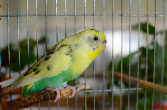 yellow parrot in a cage