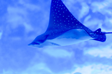 Blurry photo of an Eagle ray Myliobatidae in a sea aquarium