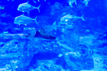 Blurry photo of a large blue sea aquarium with different fishes