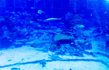 Blurry photo of a large blue sea aquarium with different fishes