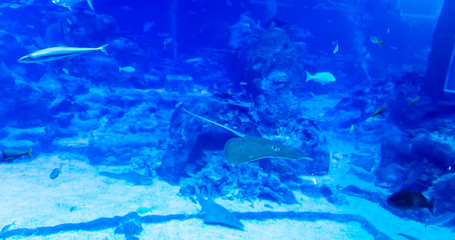 Fototapeta na wymiar Blurry photo of a large blue sea aquarium with different fishes