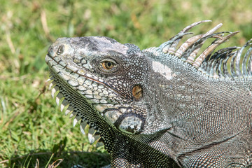 Iguane