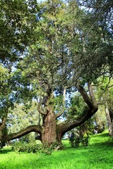 Leafy and green gardens in Sintra