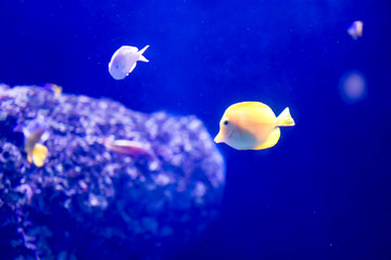 Blurry photo of different sat water fishes in a sea aquarium