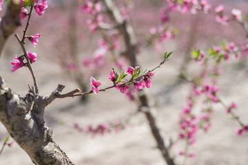 Beautiful pink peach flowers petals and trees blooming on a spring sunny day
