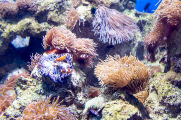 Blurry photo of clowfish nemo in corals in a sea aquarium