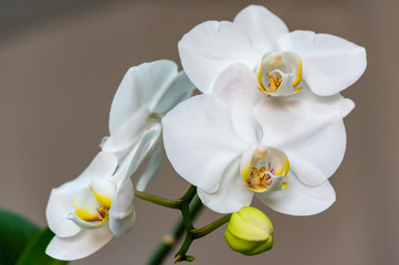Fototapeta na wymiar Close-up of white phalaenopsis orchid flower branch. Flower known as the Moth Orchid or Phal on the light grey brown bokeh background. Selective focus
