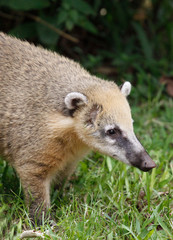 South American Coati, Nasua with long nose and cute expression of face. Brazil