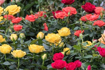 colorful roses in the garden