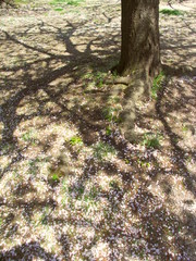 散った桜の木の影のある公園の広場風景