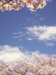 Obraz premium 満開の桜と青空