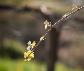 Floração de vinha com folhas verdes.