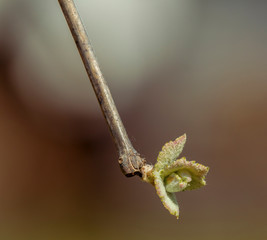 Green vine with small bunches of grapes.