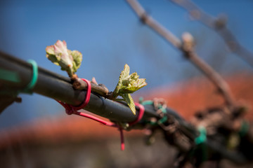 Vine branch with blossoms in early spring in vineyard.