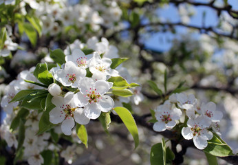 pink cherry blossom flower in spring time over blue sky.