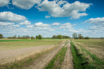 Fototapeta na wymiar Road through fields and white clouds on blue sky