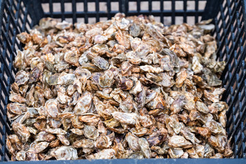 Détail petites huitres en cours de production, bassins d'ostréiculteur