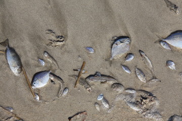 fishermen’s catch