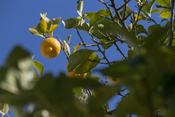 Limoeiro com lindo aspeto em plena primavera.
