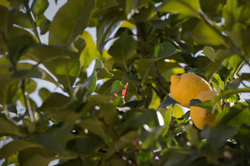 Limoeiro com lindo aspeto em plena primavera.