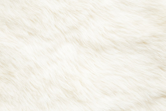 Light, white, furry coat background. Empty place for text, quote or sayings. Top view. Closeup.