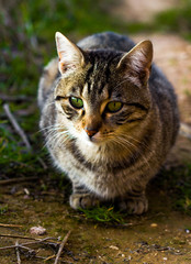 Gray tabby cat with intense green eyes lying on a road between nature almost looking at the camera