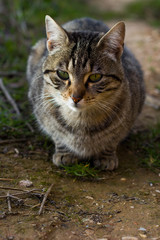Gray tabby cat with intense green eyes lying on a road between nature almost looking at the camera