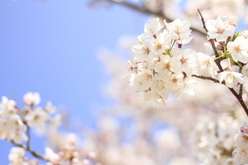 稲取高原の桜