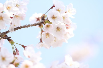 Fototapeta premium 稲取高原の桜